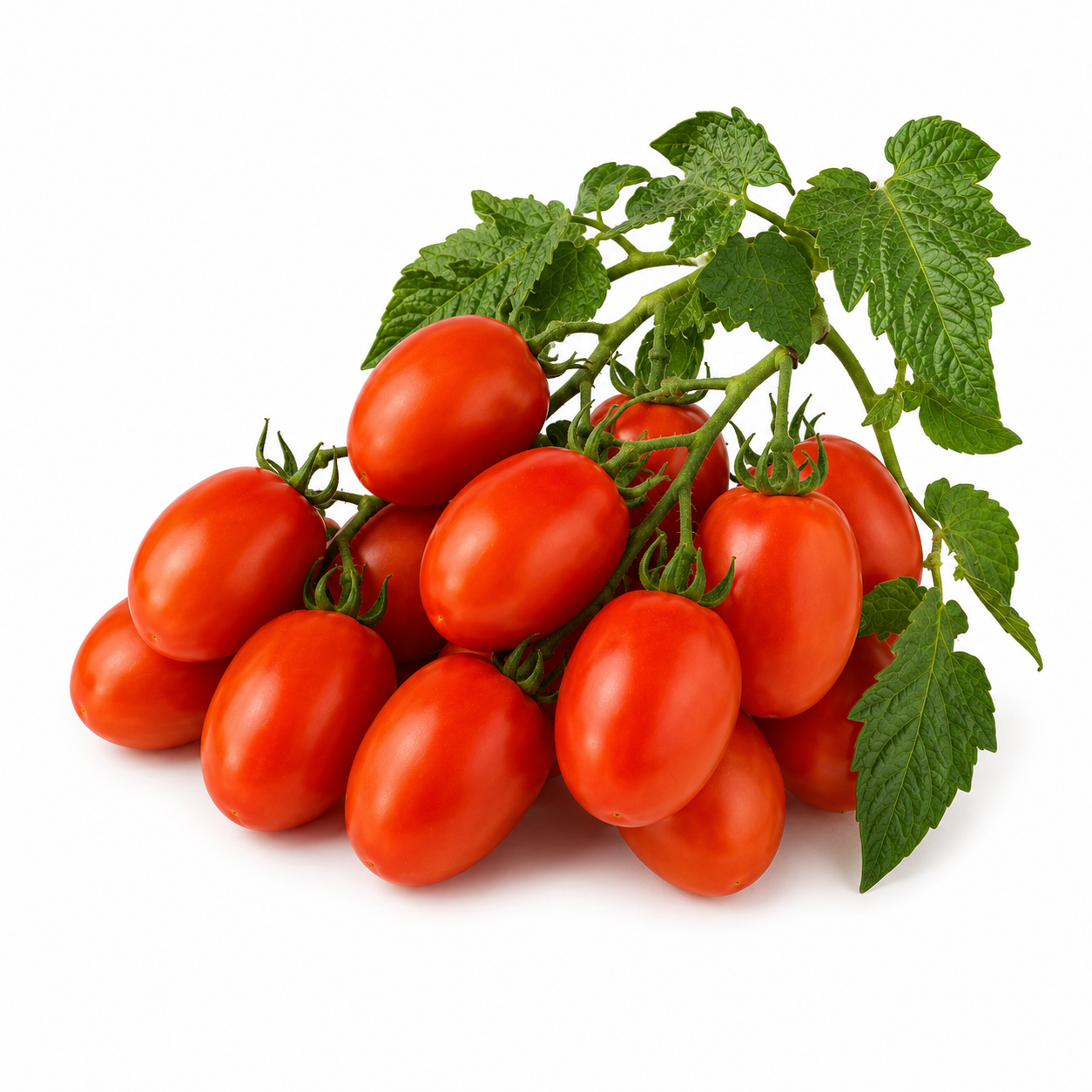 JUMBO 055 F1 Hybrid red tomatoes growing on a healthy productive plant – high yield tomato seeds for home gardening in Pakistan