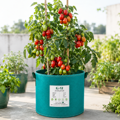 JUMBO 055 F1 Hybrid red tomatoes growing on a healthy productive plant – high yield tomato seeds for home gardening in Pakistan