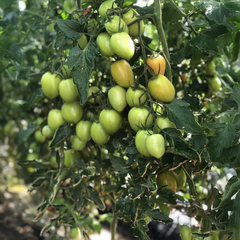 JUMBO 055 F1 Hybrid red tomatoes growing on a healthy productive plant – high yield tomato seeds for home gardening in Pakistan