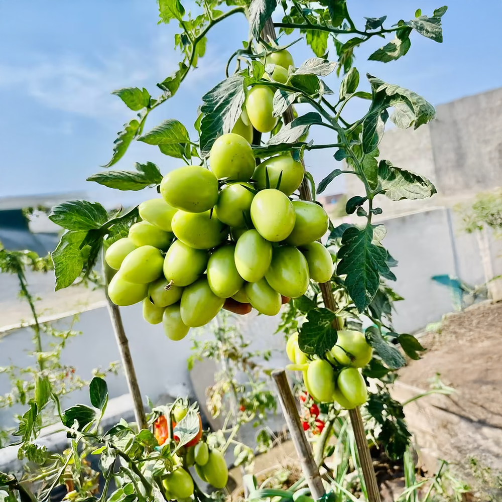 JUMBO 055 F1 Hybrid red tomatoes growing on a healthy productive plant – high yield tomato seeds for home gardening in Pakistan