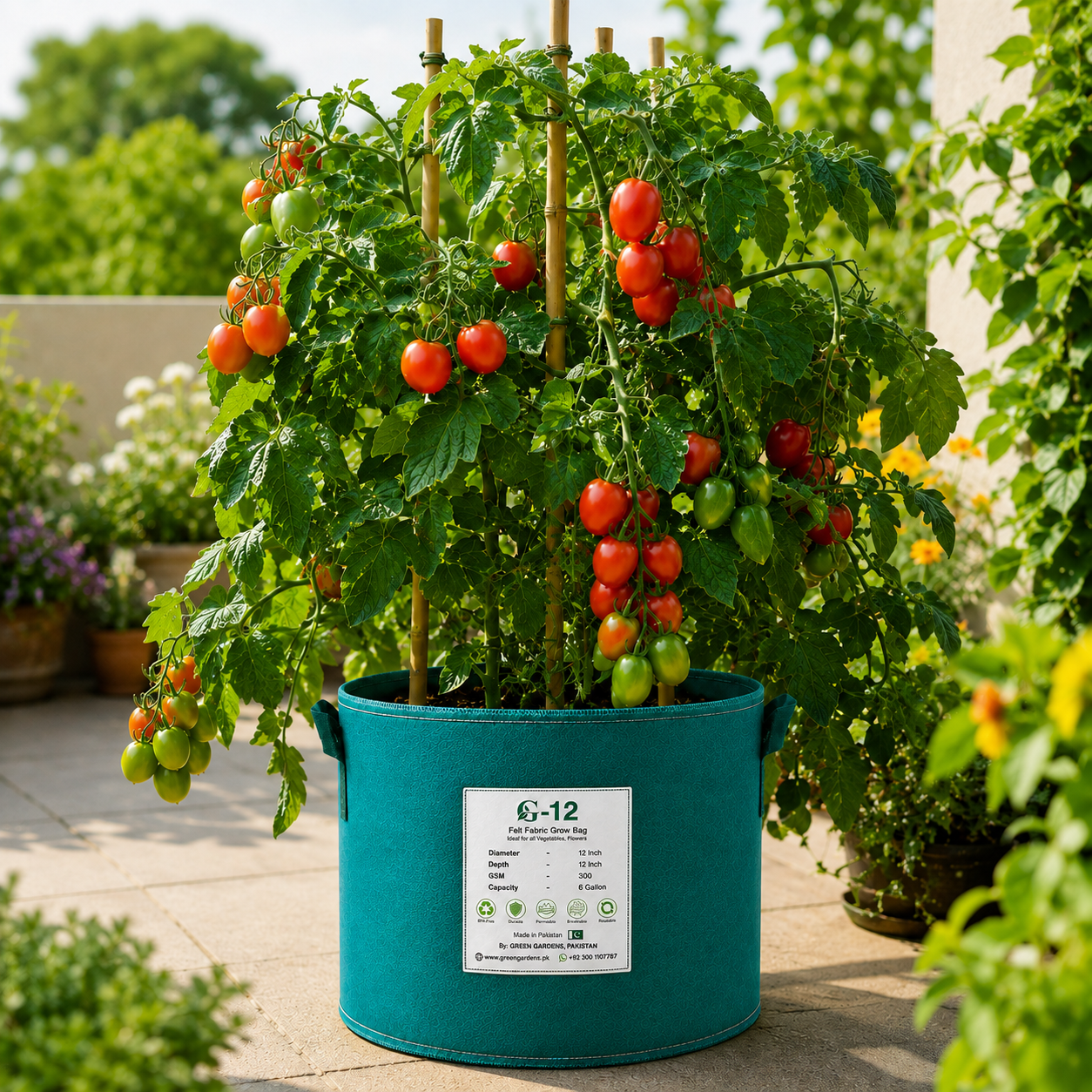 Sahel F1 Hybrid red tomatoes growing on a vigorous indeterminate vine – tomato seeds for trellis, grow bags and home gardening in Pakistan