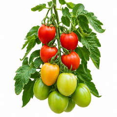 Sahel F1 Hybrid red tomatoes growing on a vigorous indeterminate vine – tomato seeds for trellis, grow bags and home gardening in Pakistan