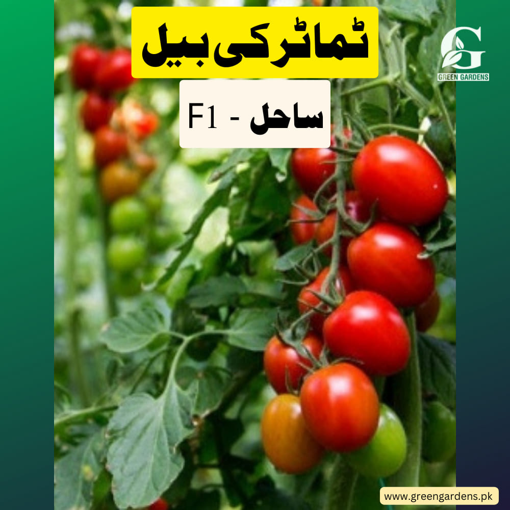 Tomato Seeds - Sahel F1, Hybrid (Indeterminate)  {WINTER} بیل والا ٹماٹر