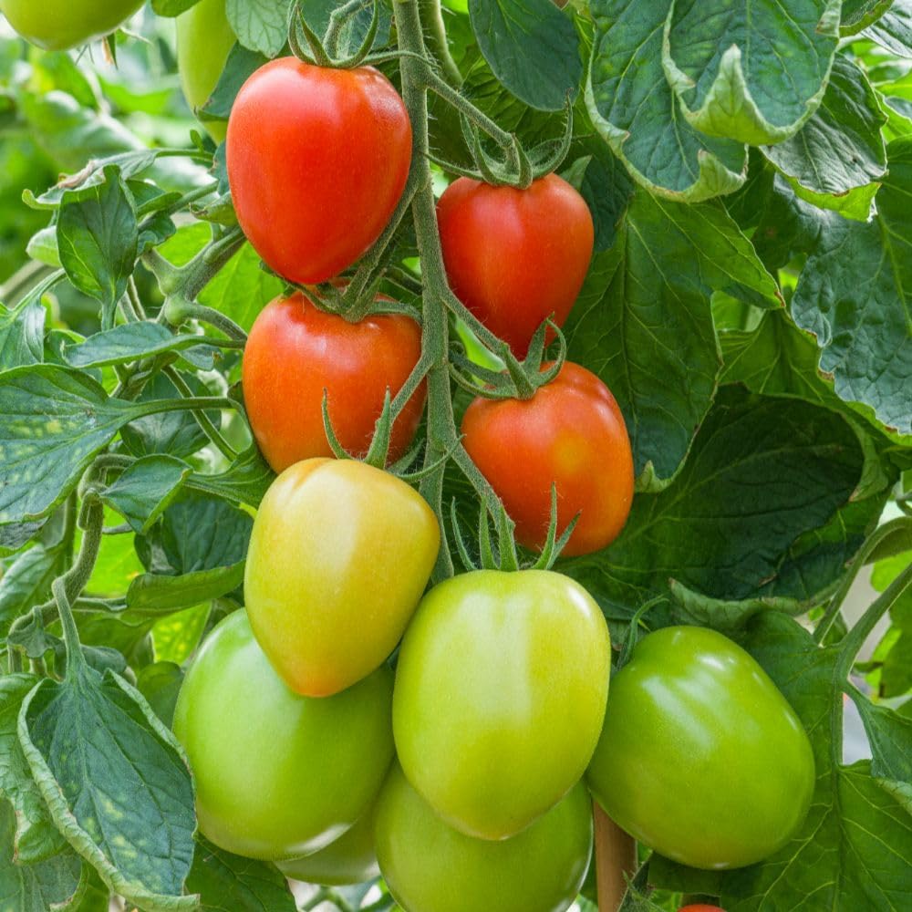 Tomato Seeds - Sahel F1, Hybrid (Indeterminate)  {WINTER} بیل والا ٹماٹر