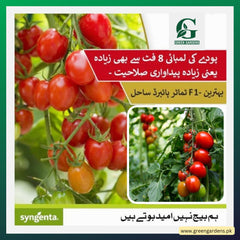 Tomato Seeds - Sahel F1, Hybrid (Indeterminate)  {WINTER} بیل والا ٹماٹر