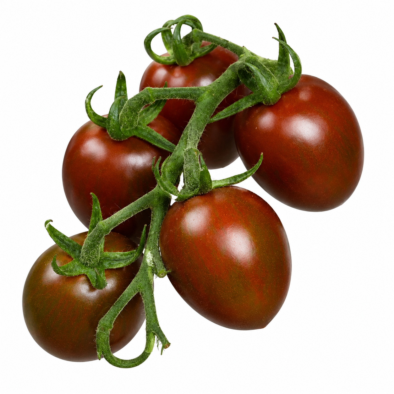 Chocolate Sprinkles indeterminate cherry tomatoes with dark red elongated fruits and green striping on vigorous vines – tomato seeds for home gardening in Pakistan