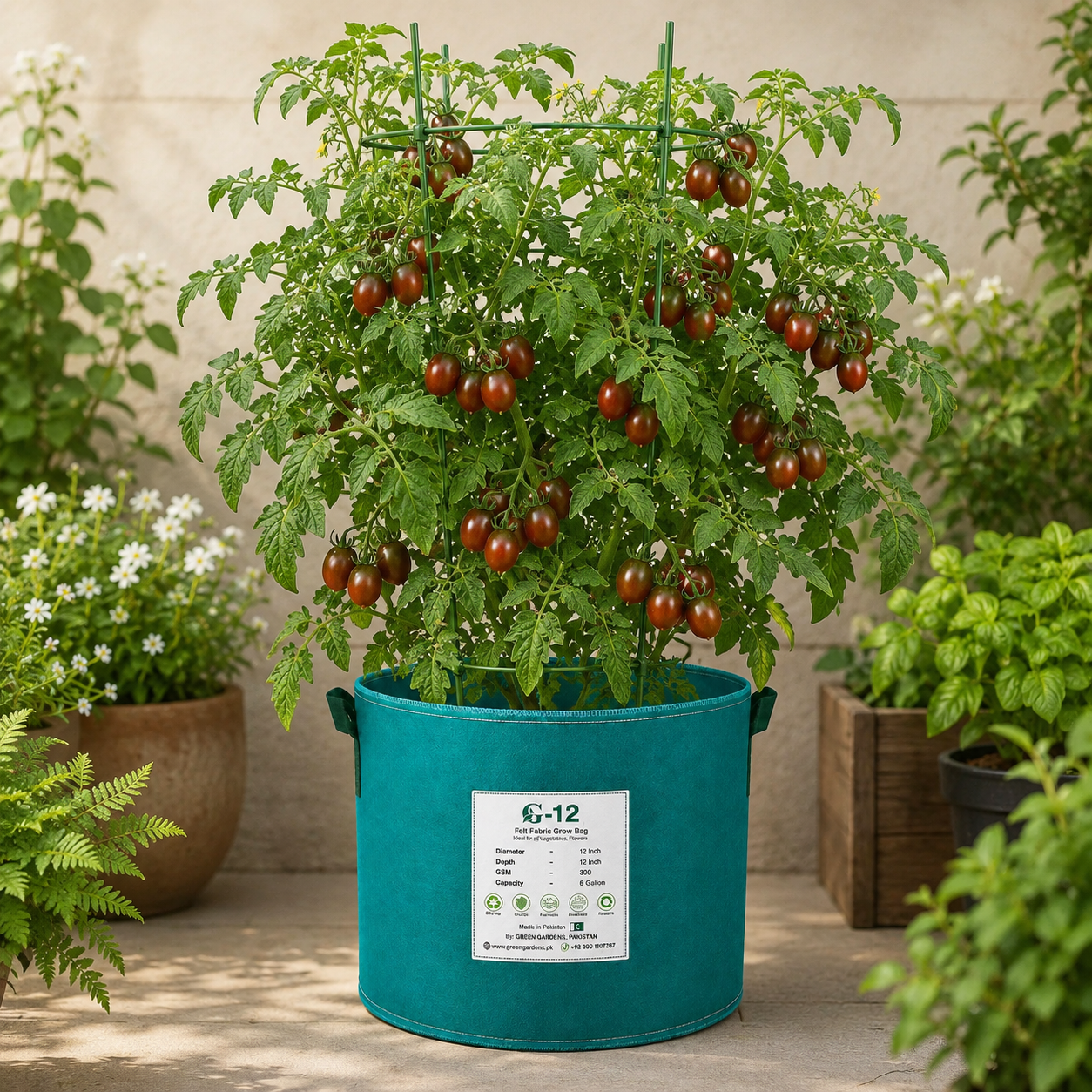 Chocolate Sprinkles indeterminate cherry tomatoes with dark red elongated fruits and green striping on vigorous vines – tomato seeds for home gardening in Pakistan