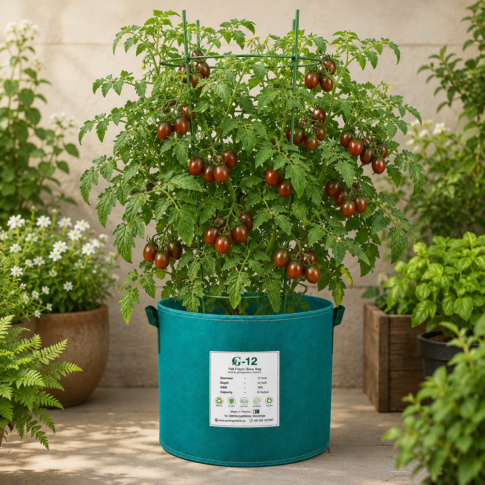 Chocolate Sprinkles indeterminate cherry tomatoes with dark red elongated fruits and green striping on vigorous vines – tomato seeds for home gardening in Pakistan