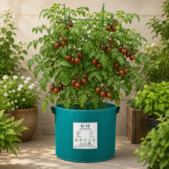 Chocolate Sprinkles indeterminate cherry tomatoes with dark red elongated fruits and green striping on vigorous vines – tomato seeds for home gardening in Pakistan