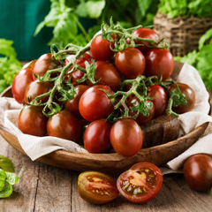 Chocolate Sprinkles indeterminate cherry tomatoes with dark red elongated fruits and green striping on vigorous vines – tomato seeds for home gardening in Pakistan
