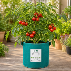HARVEST KING F1 round red tomatoes growing on a healthy determinate plant – hybrid tomato seeds for home gardening in Pakistan