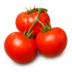 HARVEST KING F1 round red tomatoes growing on a healthy determinate plant – hybrid tomato seeds for home gardening in Pakistan