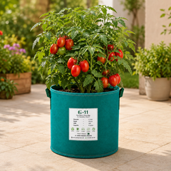 RONCO F1 Hybrid determinate tomato with uniform medium-sized red fruits on a compact bushy plant – tomato seeds for home gardening in Pakistan