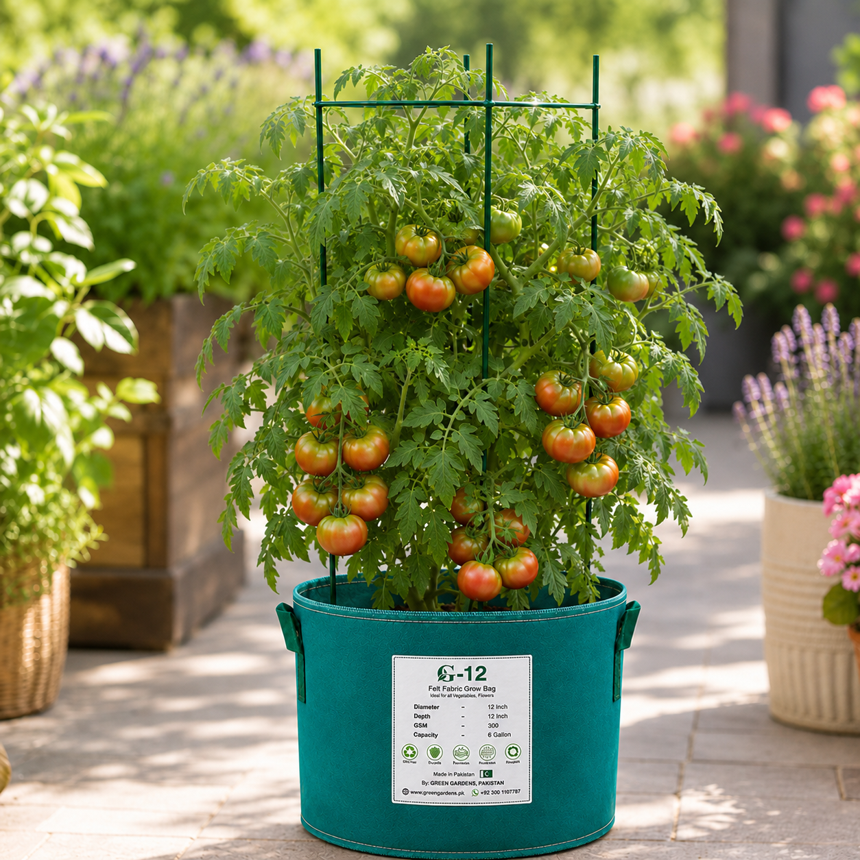 Pomodoro Pantano Romanesco traditional Italian heirloom tomatoes with large fleshy red fruits on vigorous indeterminate vines – tomato seeds for home gardening in Pakistan