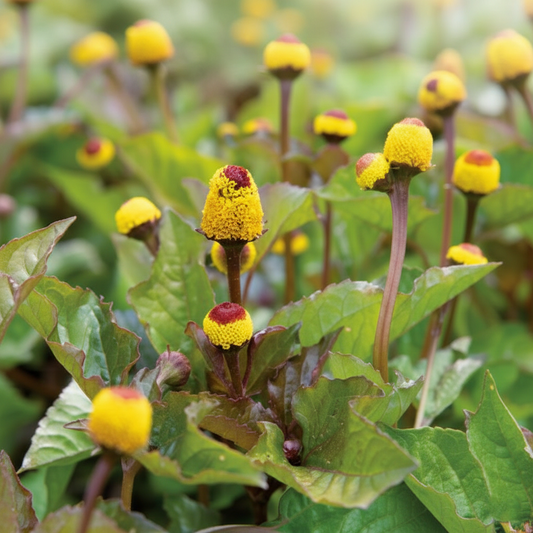 Toothache Plant Seeds - Spilanthes