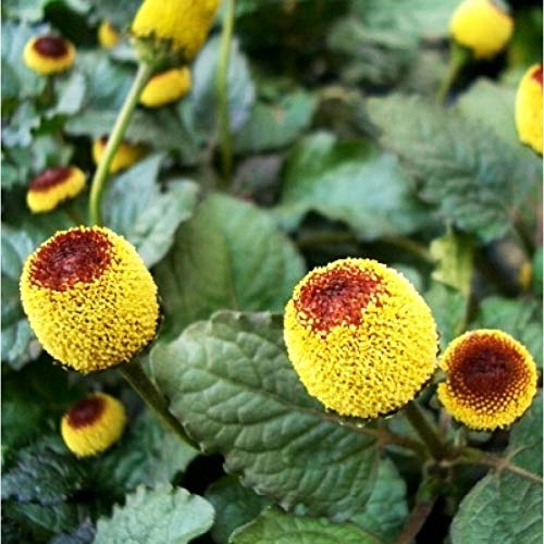 Toothache Plant Seeds - Spilanthes