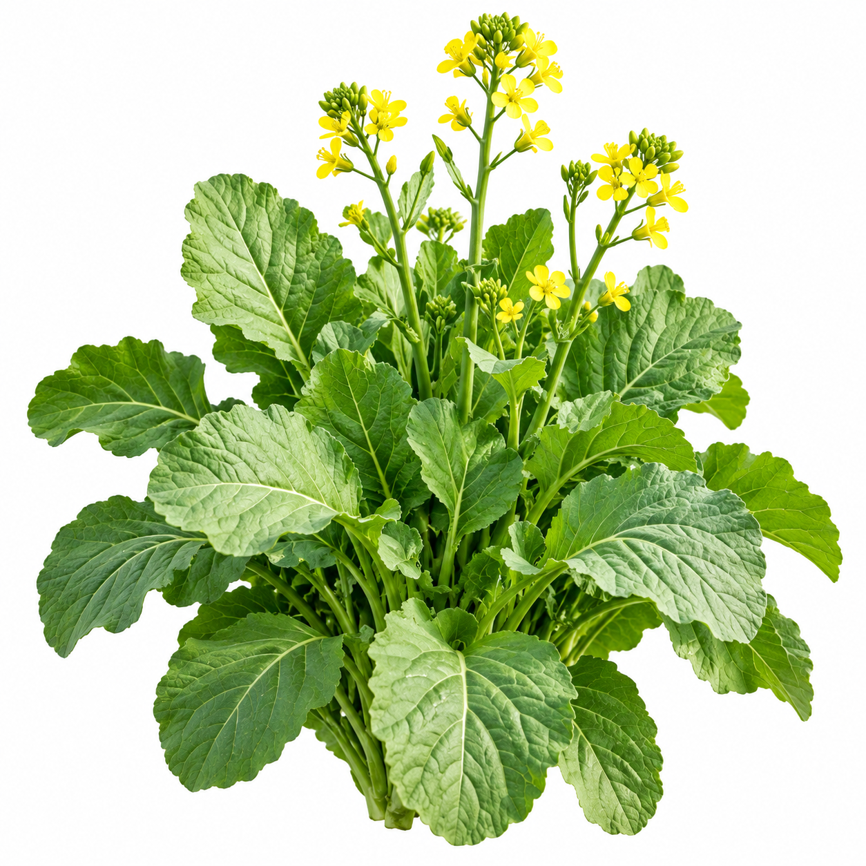 Healthy Toria mustard green plants with fresh tender green leaves – Toria seeds for winter home gardening in Pakistan