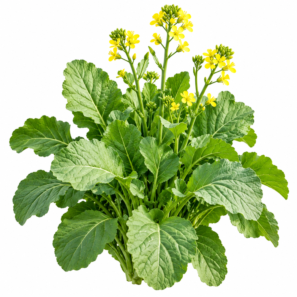Healthy Toria mustard green plants with fresh tender green leaves – Toria seeds for winter home gardening in Pakistan
