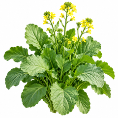 Healthy Toria mustard green plants with fresh tender green leaves – Toria seeds for winter home gardening in Pakistan