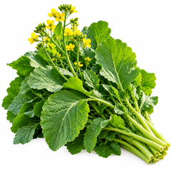 Healthy Toria mustard green plants with fresh tender green leaves – Toria seeds for winter home gardening in Pakistan