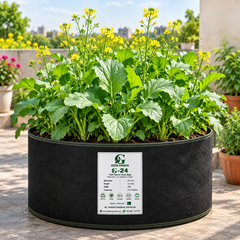 Healthy Toria mustard green plants with fresh tender green leaves – Toria seeds for winter home gardening in Pakistan