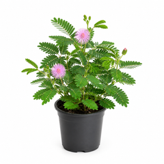 Touch Me Not Seeds – Mimosa Pudica (چھوئی موئی) {WINTER}
