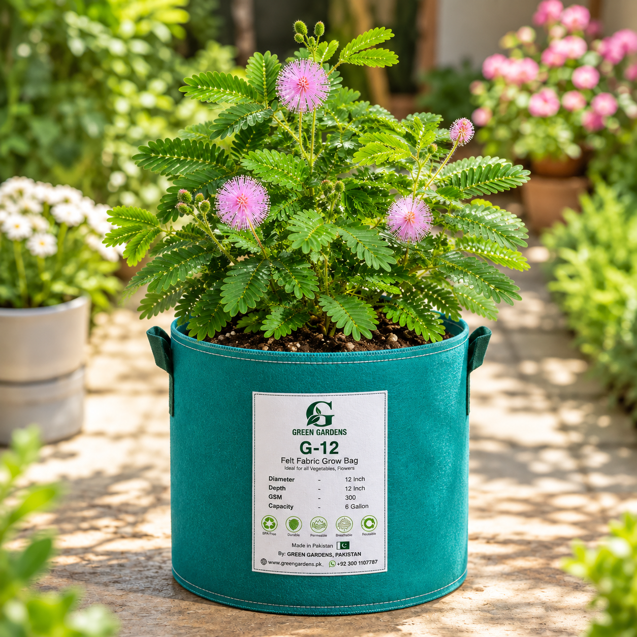 Touch Me Not Mimosa pudica with touch-sensitive green leaves and pink-purple fluffy flowers – seeds for pots and grow bags in Pakistan