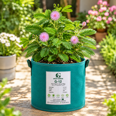 Touch Me Not Mimosa pudica with touch-sensitive green leaves and pink-purple fluffy flowers – seeds for pots and grow bags in Pakistan