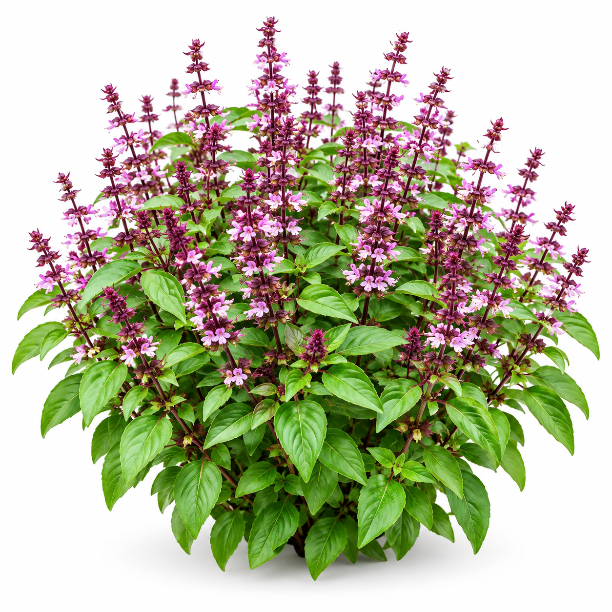 Tukh Malanga Basil Ocimum basilicum plant with aromatic green leaves flowering spikes and mature black basil seeds – herb seeds in Pakistan