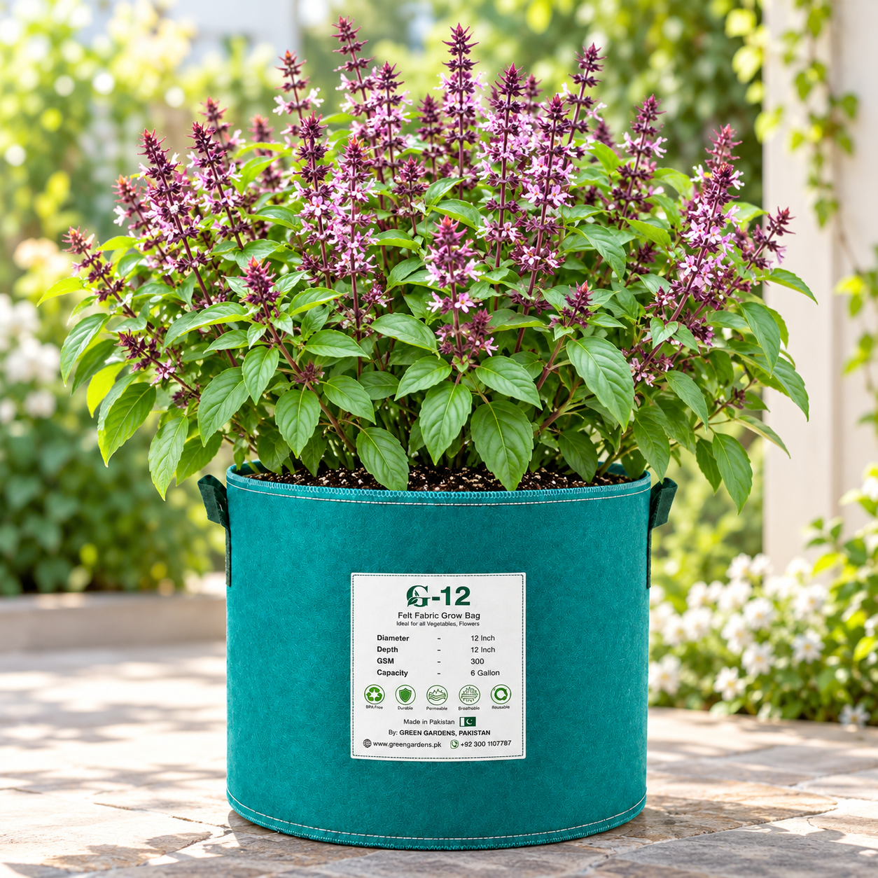 Tukh Malanga Basil Ocimum basilicum plant with aromatic green leaves flowering spikes and mature black basil seeds – herb seeds in Pakistan