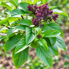 Tukh Malanga Basil Ocimum basilicum plant with aromatic green leaves flowering spikes and mature black basil seeds – herb seeds in Pakistan