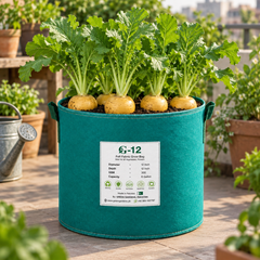 Golden Ball Turnip with smooth round yellow roots and golden-yellow flesh – winter turnip seeds for home gardening in Pakistan