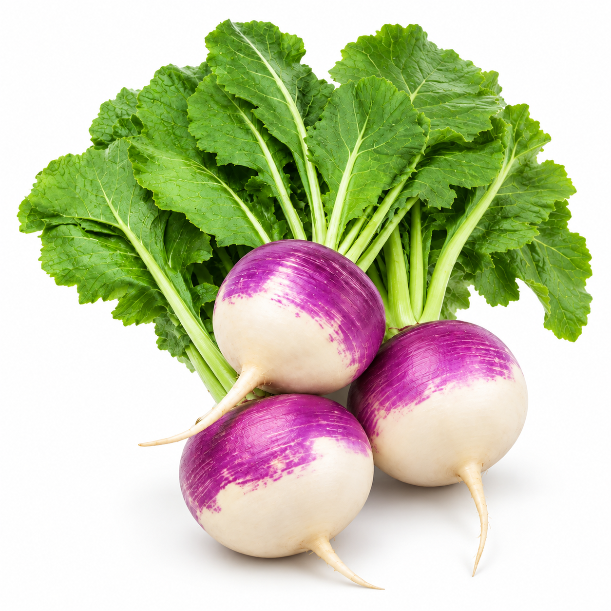 Healthy Purple Top Turnip with smooth purple and white round roots and crisp white flesh – winter turnip seeds for home gardening in Pakistan