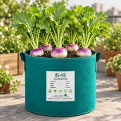 Healthy Purple Top Turnip with smooth purple and white round roots and crisp white flesh – winter turnip seeds for home gardening in Pakistan