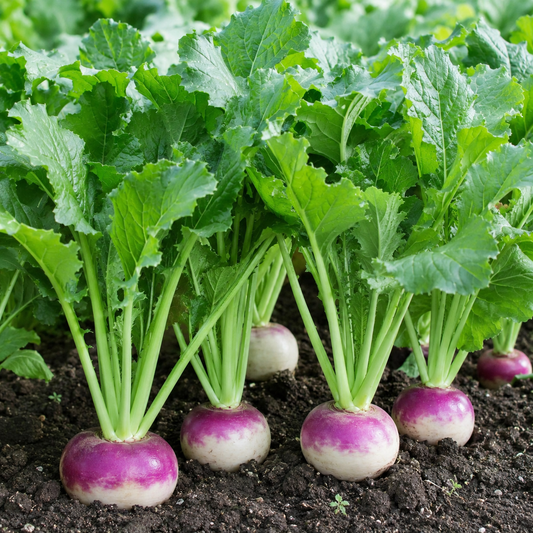 Turnip Purple Top Seeds (WINTER)