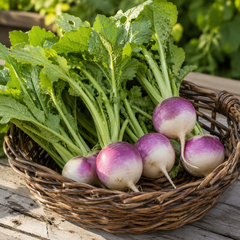 Turnip Purple Top Seeds (WINTER)