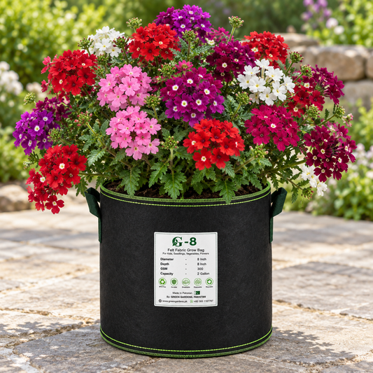 Mixed-colour Verbena plants flowering in a black GREEN GARDENS G-8 felt grow bag