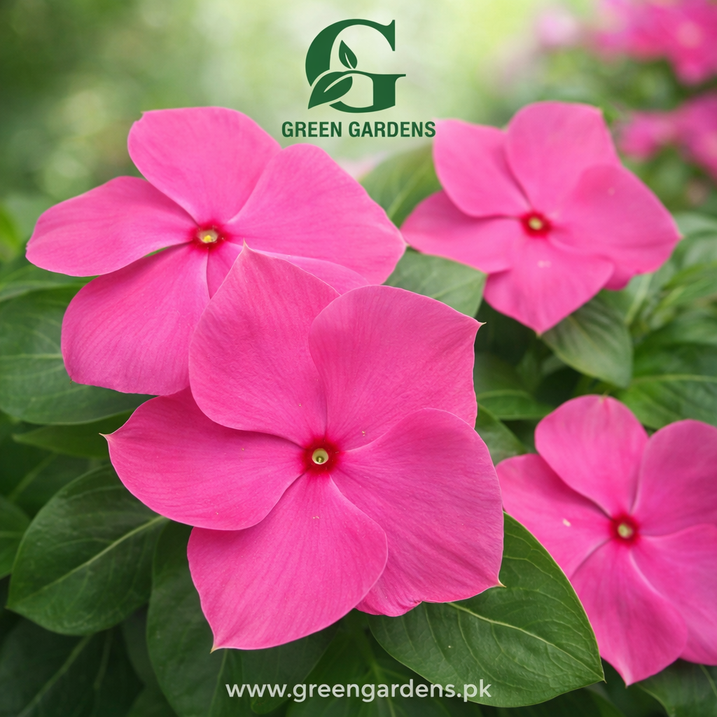 Vinca Deep Rose Seeds (SUMMER)