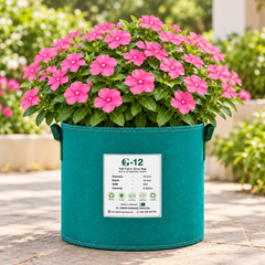 Vinca Deep Rose Catharanthus roseus with rich deep rose-pink summer flowers – seeds for beds pots containers and grow bags in Pakistan