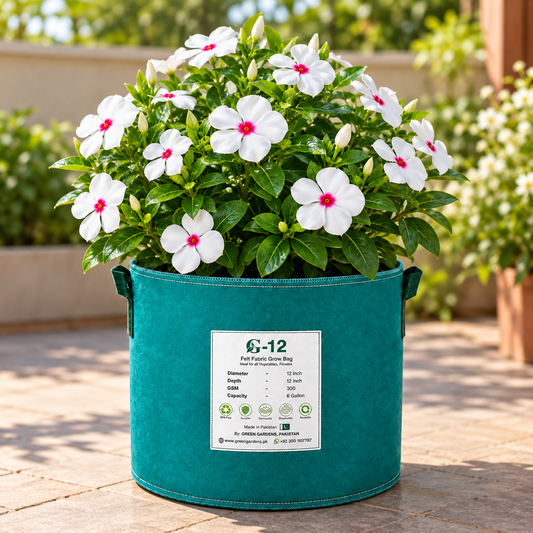 Vinca Dwarf Little Bright Eyes Catharanthus roseus plant with white five-petalled flowers and vivid rosy-red centres over glossy dark-green foliage – summer flower seeds Pakistan