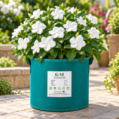 Vinca Nana Bianca Catharanthus roseus with compact white summer flowers – seeds for pots borders balconies and grow bags in Pakistan