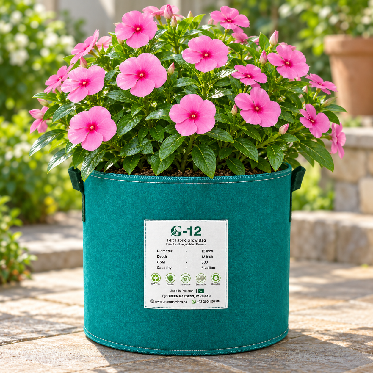 Vinca Rosea Nana Catharanthus roseus with compact rose-pink summer flowers – seeds for pots borders balconies and grow bags in Pakistan