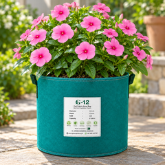Vinca Rosea Nana Catharanthus roseus with compact rose-pink summer flowers – seeds for pots borders balconies and grow bags in Pakistan