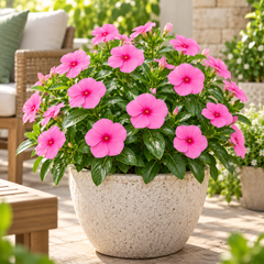 Vinca Rosea Nana Catharanthus roseus with compact rose-pink summer flowers – seeds for pots borders balconies and grow bags in Pakistan
