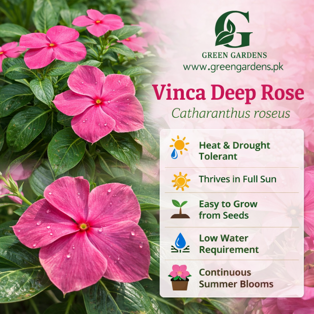 Vinca Deep Rose Seeds (SUMMER)
