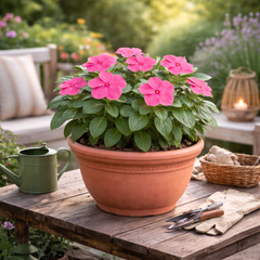 Vinca Deep Rose Seeds (SUMMER)