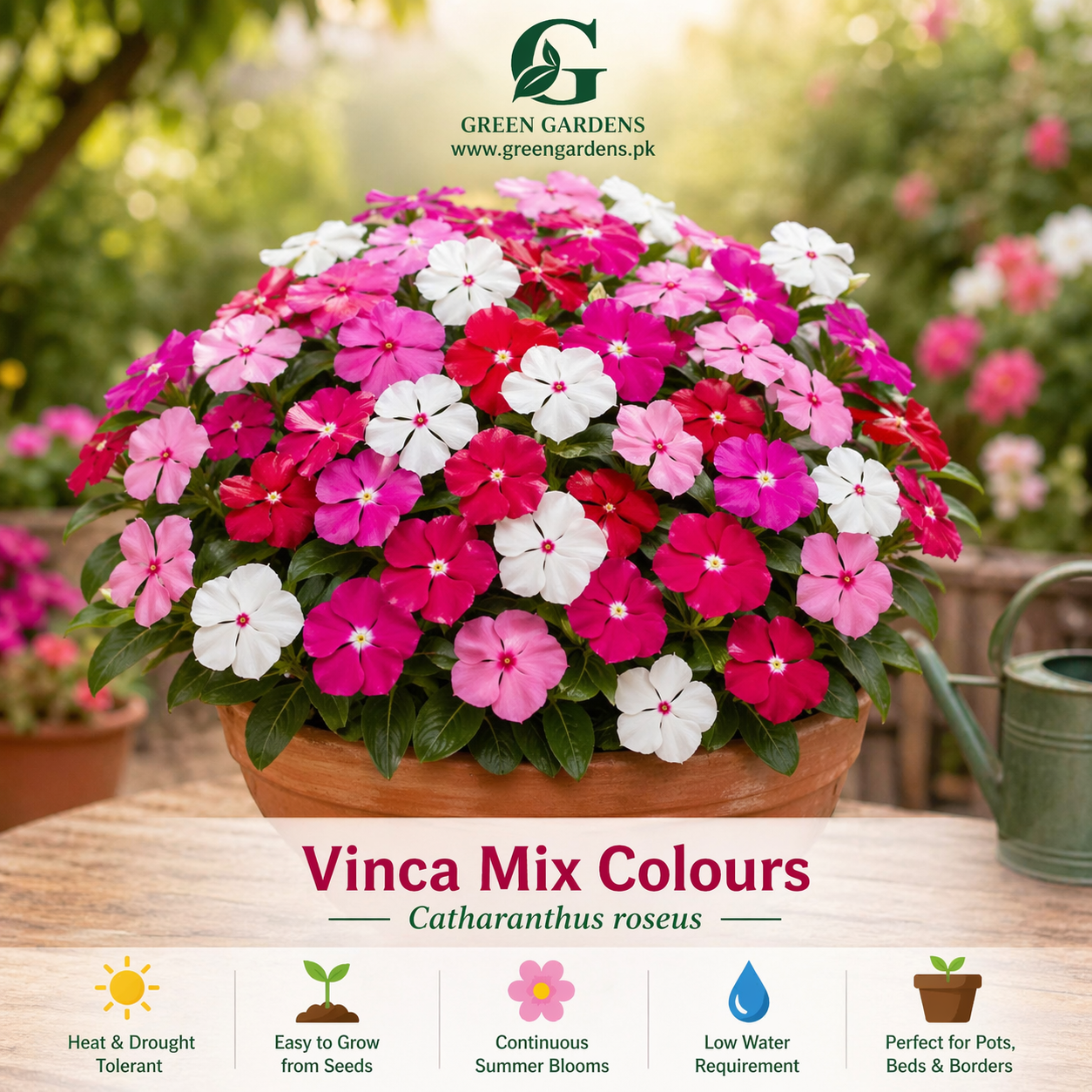 Vinca Mix Colours Seeds  (SUMMER) سدا بہار