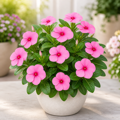 Vinca Rosea Nana Seeds (SUMMER) سدا بہار