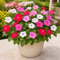 Vinca Tall Mix Seeds (SUMMER)
