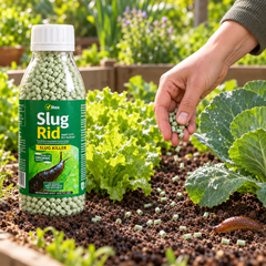 Applying Vitax Slug Rid ferric phosphate pellets around vegetable plants for slug and snail control